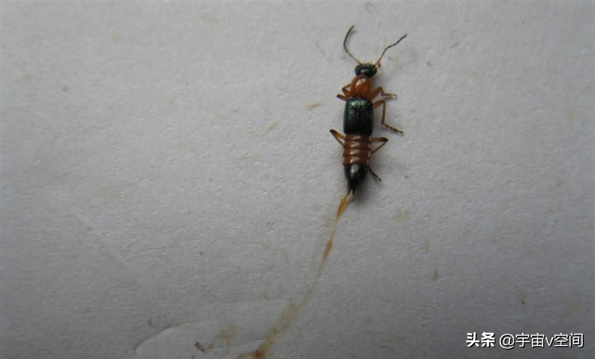 这种虫子爬在身上，再急也不要随手拍死，不然后果很严重休闲区蓝鸢梦想 - Www.slyday.coM