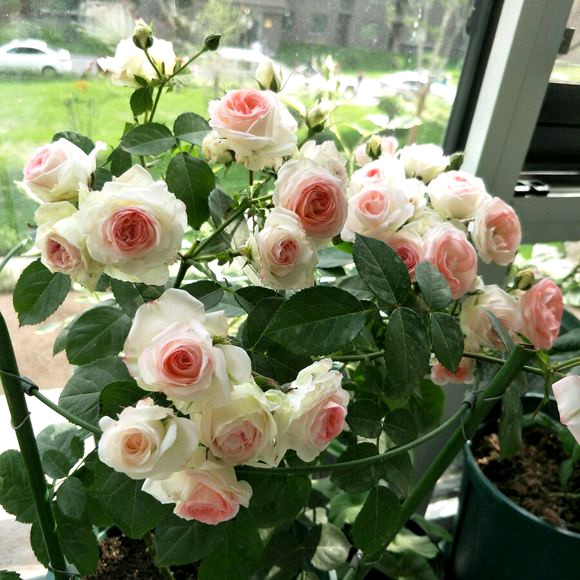 小巧型月季可爱多新人小白打理好这5个方面也能养得漂亮