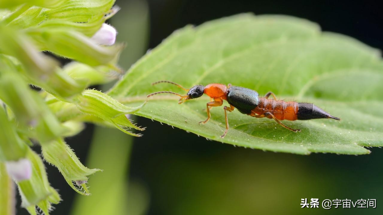 这种虫子爬在身上，再急也不要随手拍死，不然后果很严重休闲区蓝鸢梦想 - Www.slyday.coM