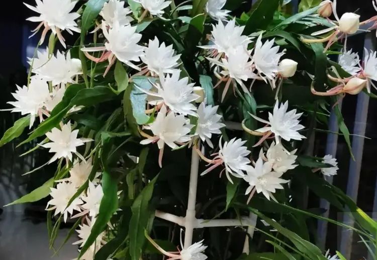 昙花不开花,注意3点,让昙花花苞呼呼地冒,成就真的月下美人