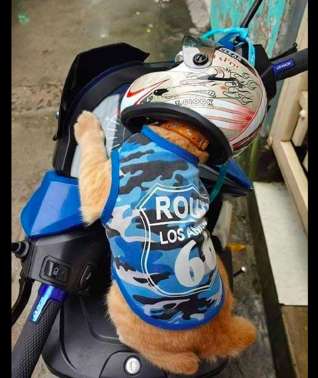 猫咪|头盔|摩托车_新浪新闻