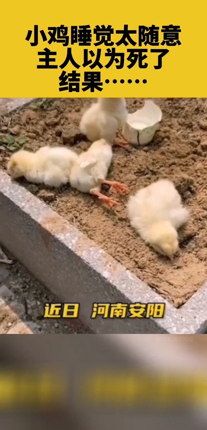小鸡睡觉太随意,主人以为死了,结果人家只是在打瞌睡!