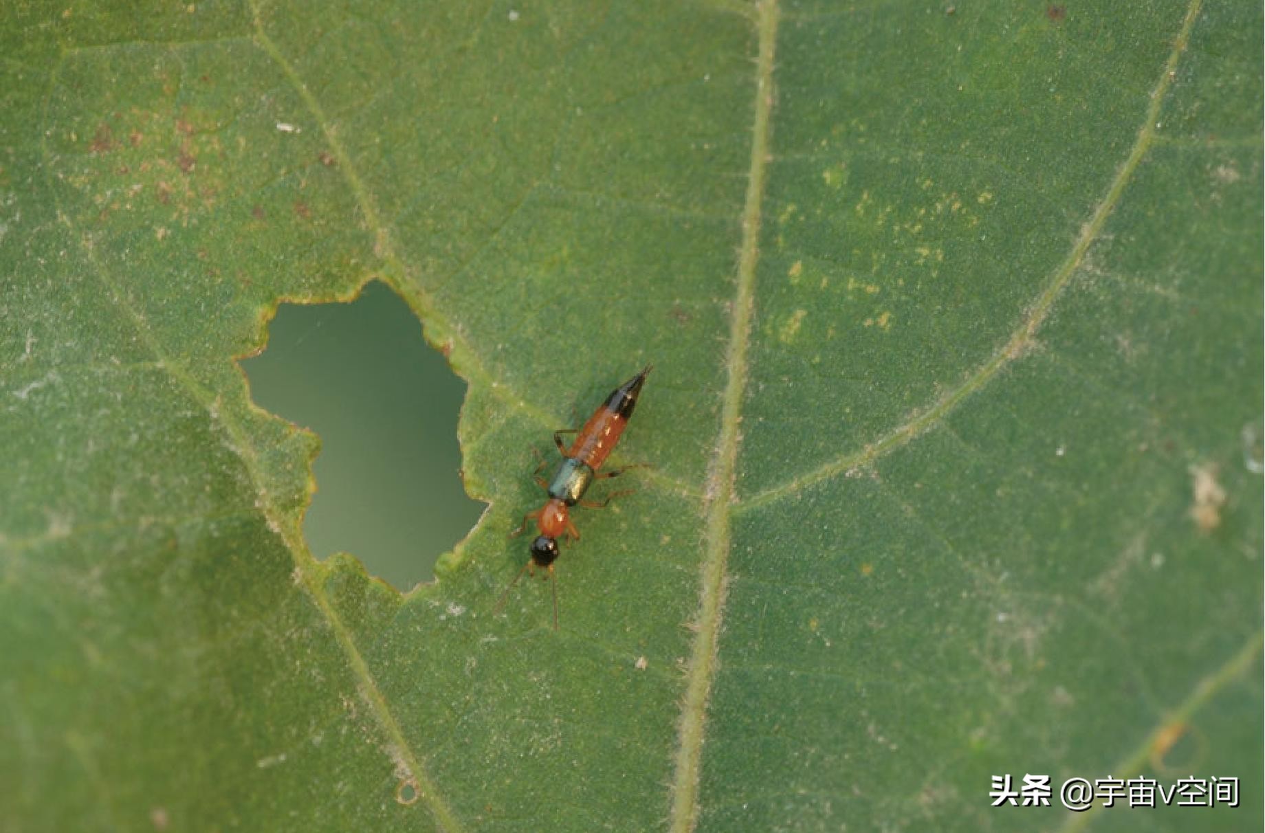 这种虫子爬在身上，再急也不要随手拍死，不然后果很严重休闲区蓝鸢梦想 - Www.slyday.coM