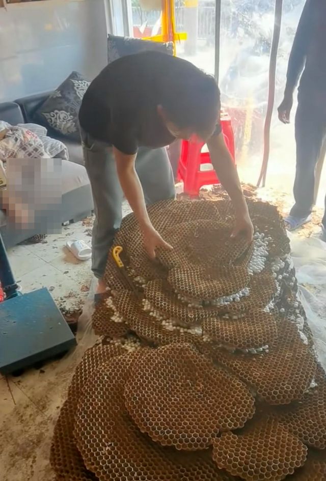 带刺的“聚宝盆”!贵州惊现巨型马蜂窝,吊车搬运,它到底有多毒休闲区蓝鸢梦想 - Www.slyday.coM