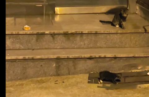 京剧猫排行榜_京剧猫:最接近修的“奇才”猫,莫邪险上榜,它却能将十二宗破除