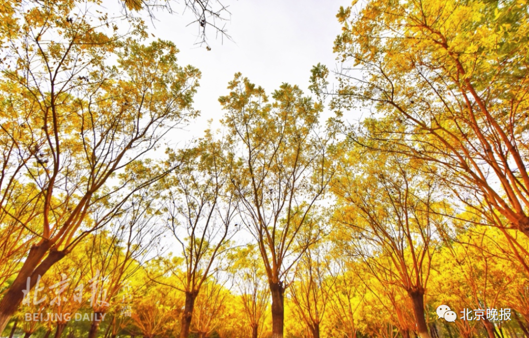 冷！从短袖到棉袄只用10天！今天穿秋裤了吗？休闲区蓝鸢梦想 - Www.slyday.coM