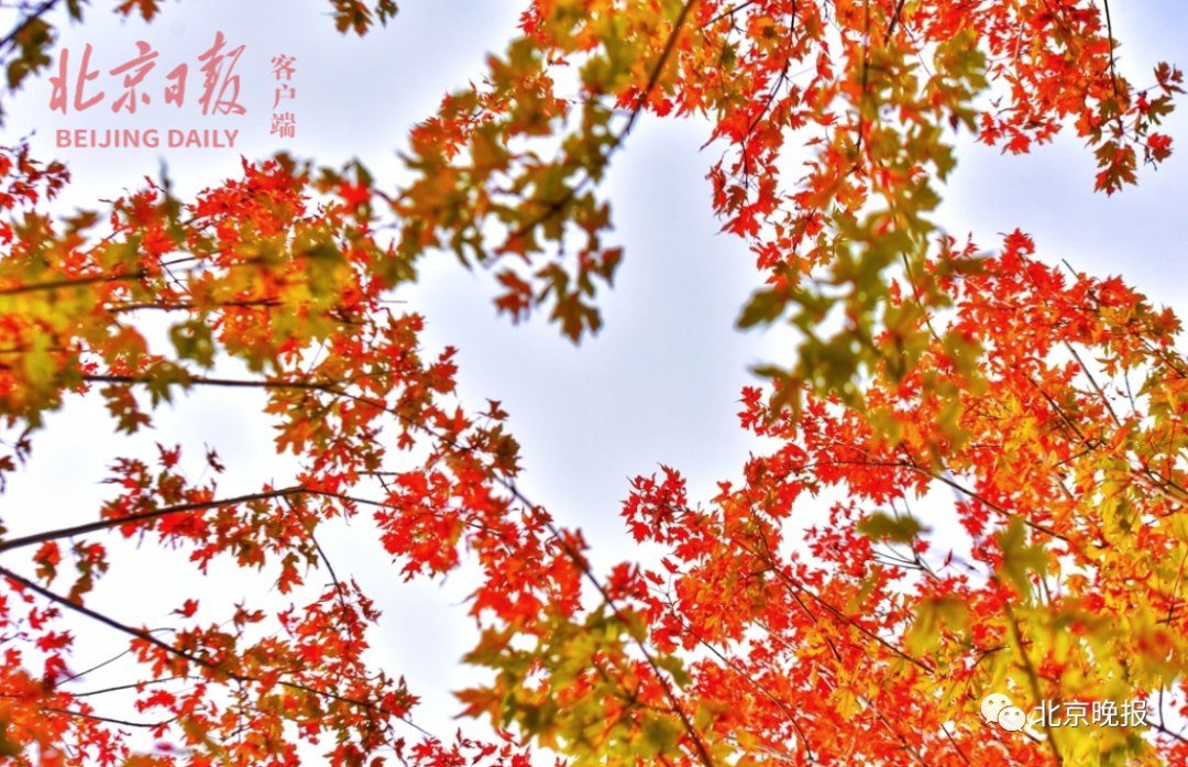 冷！从短袖到棉袄只用10天！今天穿秋裤了吗？休闲区蓝鸢梦想 - Www.slyday.coM