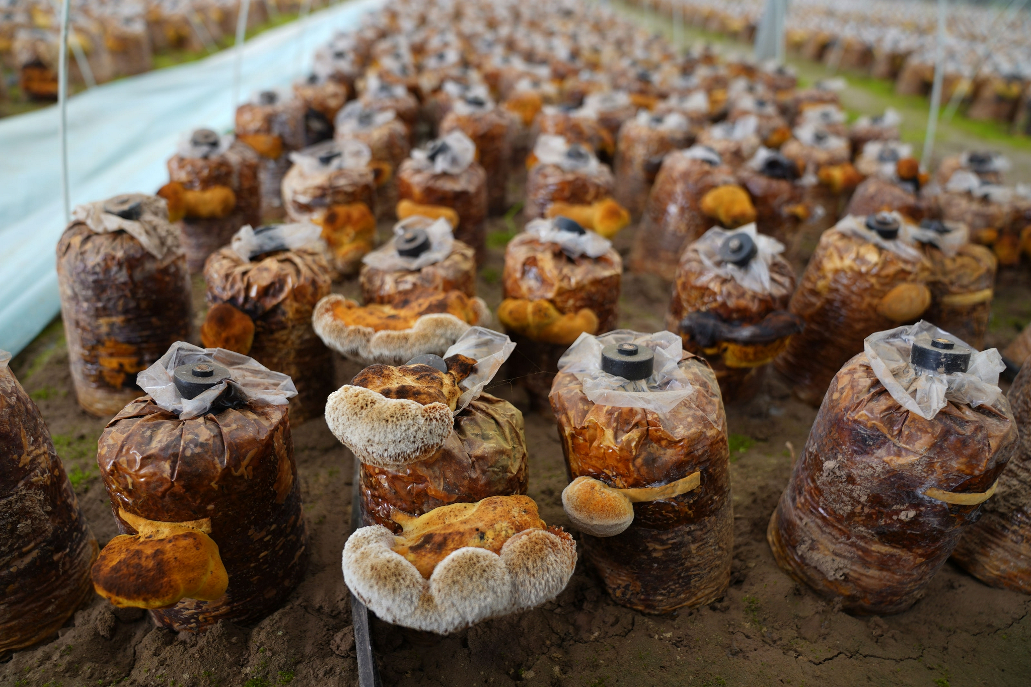 山东临清发展桑黄种植带动增收致富