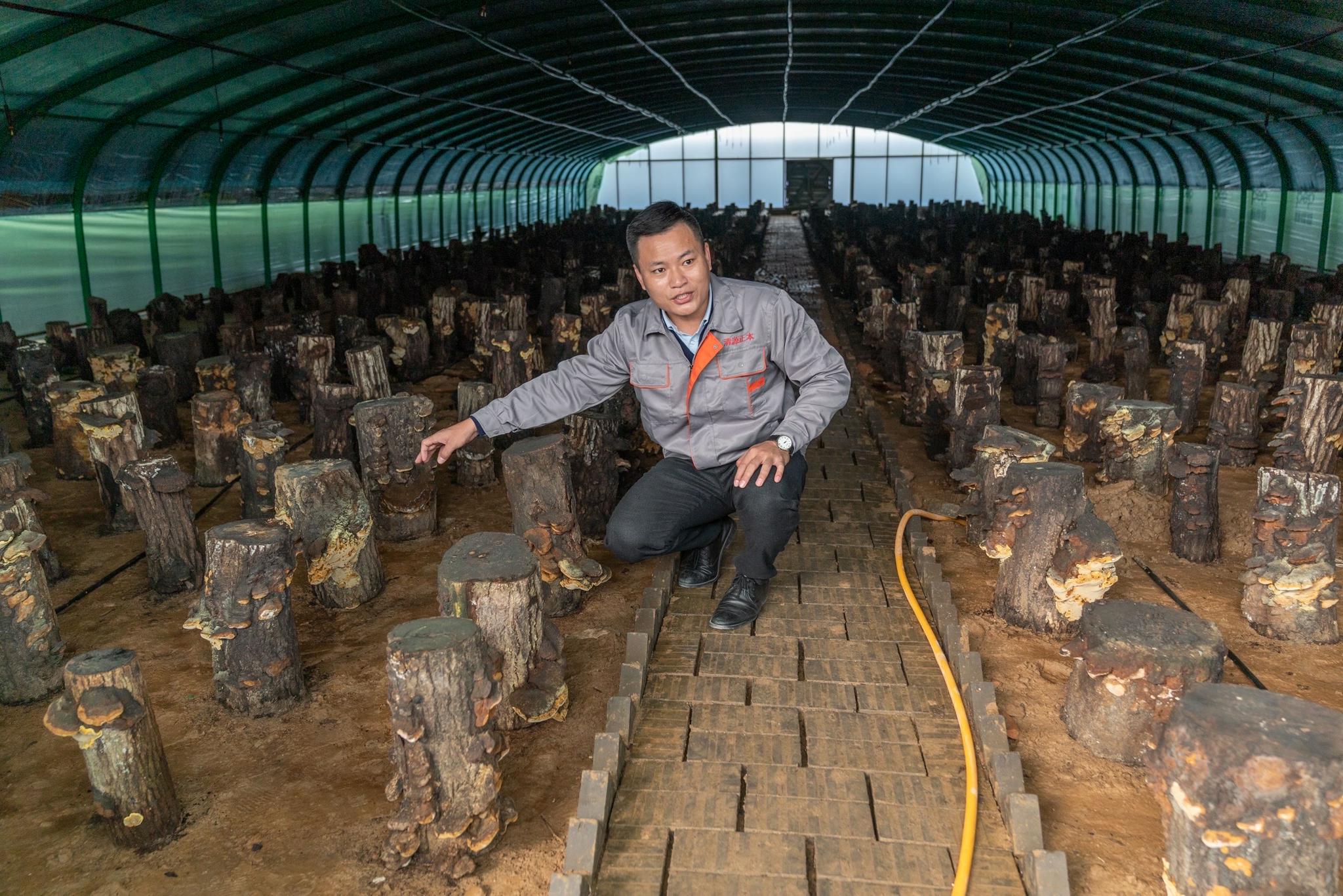 山东临清发展桑黄种植带动增收致富