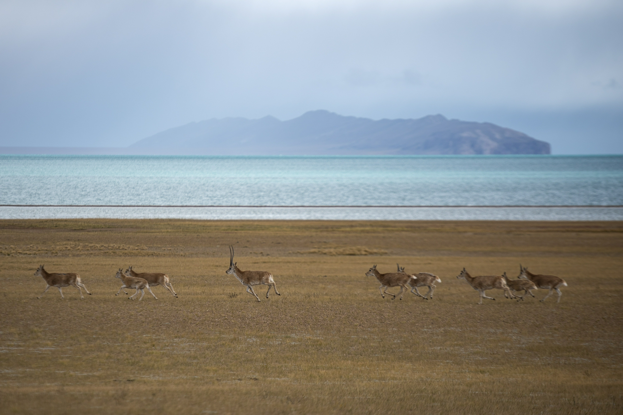 羌塘:野生动物的乐园|野生动物|国家级自然保护区|羌塘_新浪新闻