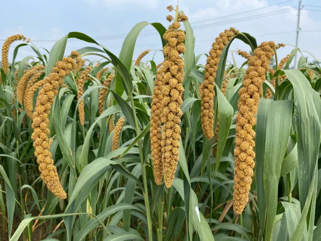事实上,谷子是我国传统的杂粮作物,随着科技发展,已逐渐成为丘陵旱地