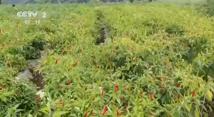 贵州正安：大力发展辣椒产业 带动农户增收