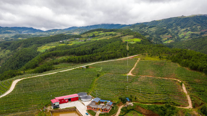 这是8月26日拍摄的宁蒗县“2700苹果”种植基地一景（无人机照片）。新华社记者 胡超 摄
