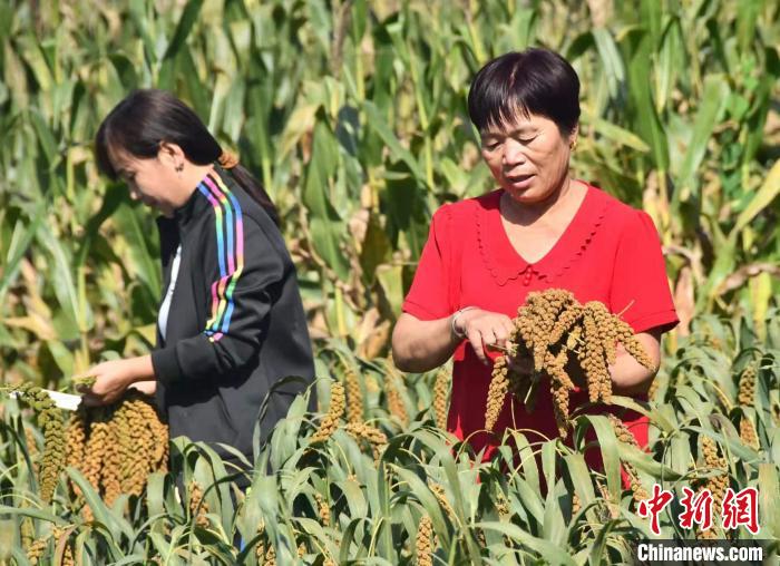 图为河北省邯郸市永年区永合会镇张边村村民正在收割谷子。胡高雷 摄