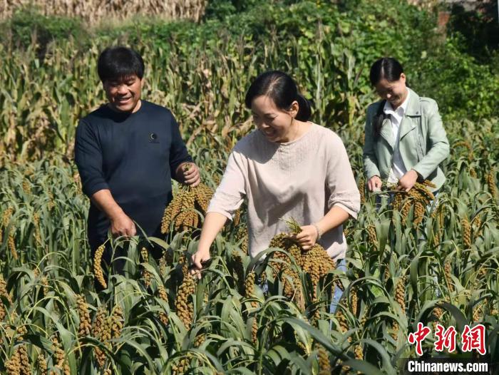 图为河北省邯郸市永年区永合会镇张边村村民正在收割谷子。胡高雷 摄