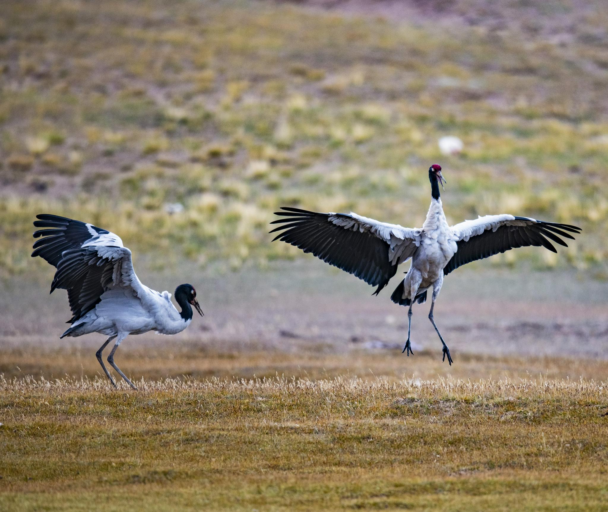 羌塘:野生动物的乐园|野生动物|国家级自然保护区|羌塘_新浪新闻