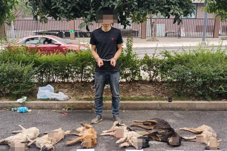 听说年赚30万泸州夫妻专门偷狗杀狗后贩卖团伙七人已被起诉