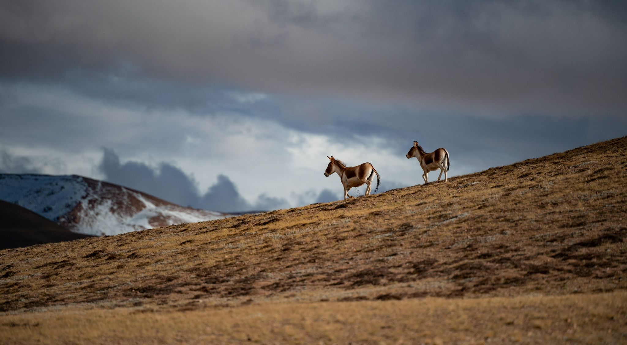 羌塘:野生动物的乐园|野生动物|国家级自然保护区|羌塘_新浪新闻