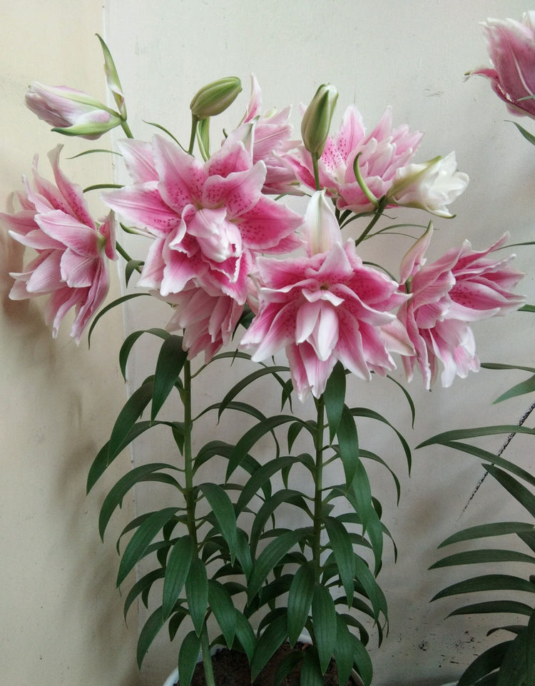 重瓣香水百合花伊莎贝拉花大色美香气浓封闭阳台也能种