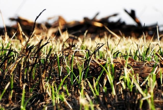 轻尘栖弱草 新浪网