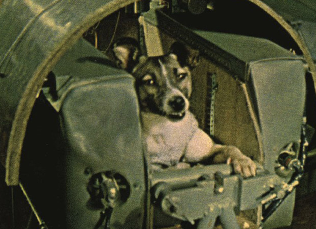 第一只进入太空的狗,在宇宙飘了63年,人类为何要毒死它|莱卡|宇宙