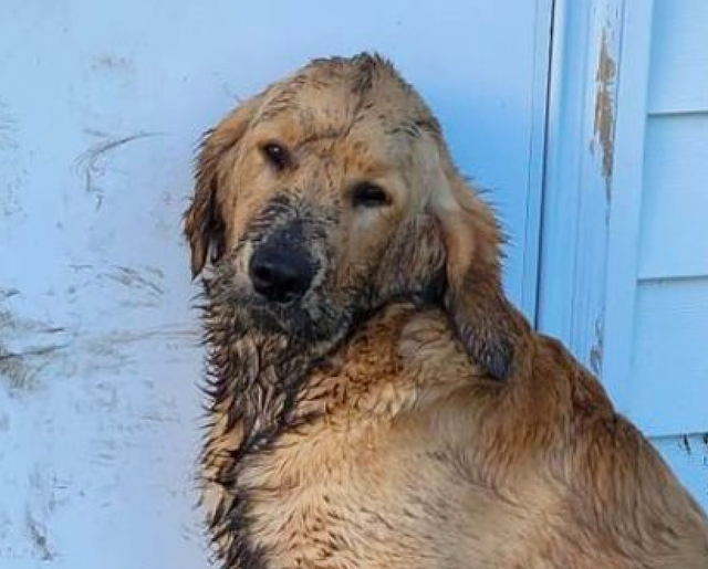 金毛掉进了泥坑里,全身脏兮兮的,虽然可怜但看它的表情太好笑!