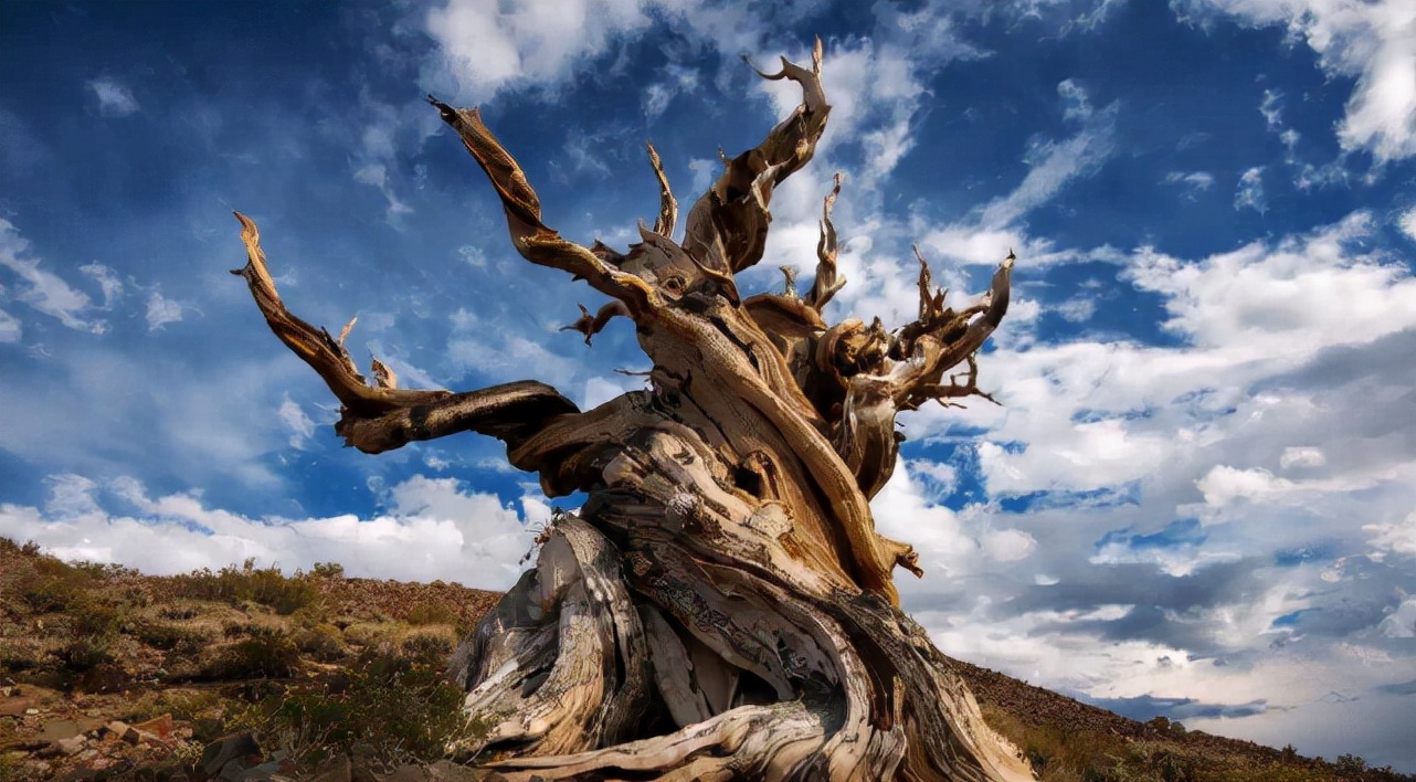 加州有棵树名叫玛土撒拉树龄4852岁关于它的一切都是保密的