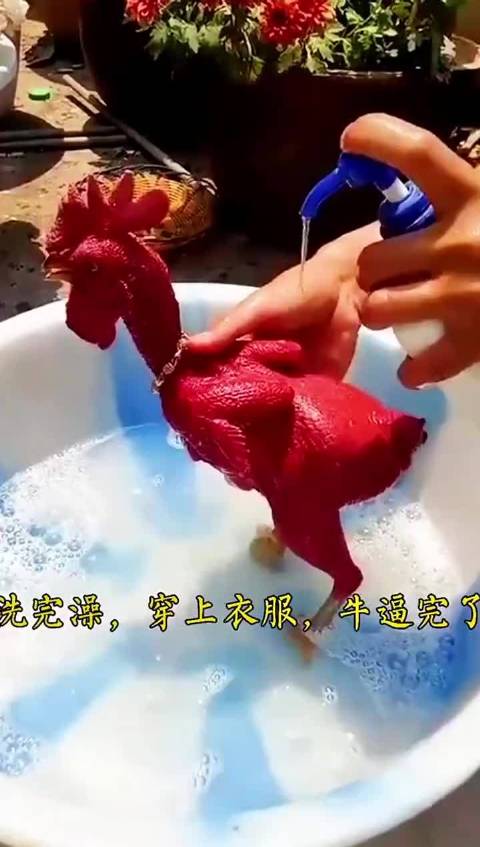 这是不是传说中的输的鸡毛都没有了
