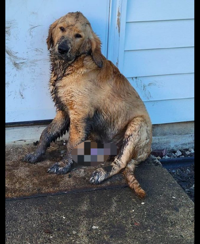 金毛掉进了泥坑里,全身脏兮兮的,虽然可怜但看它的表情太好笑!