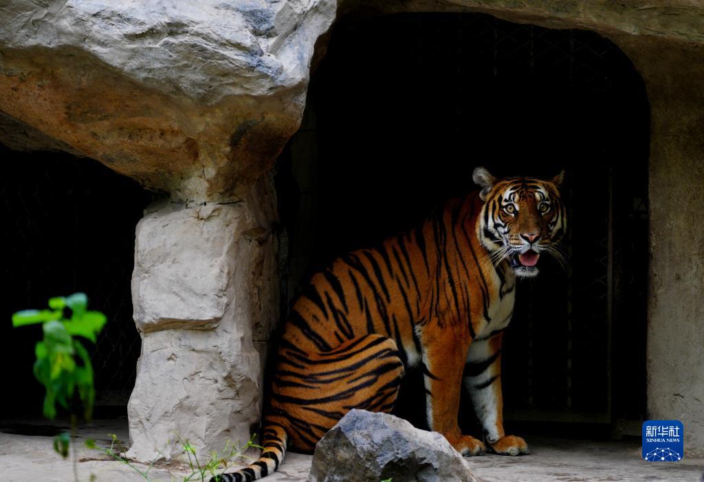 上海动物园里的中国虎