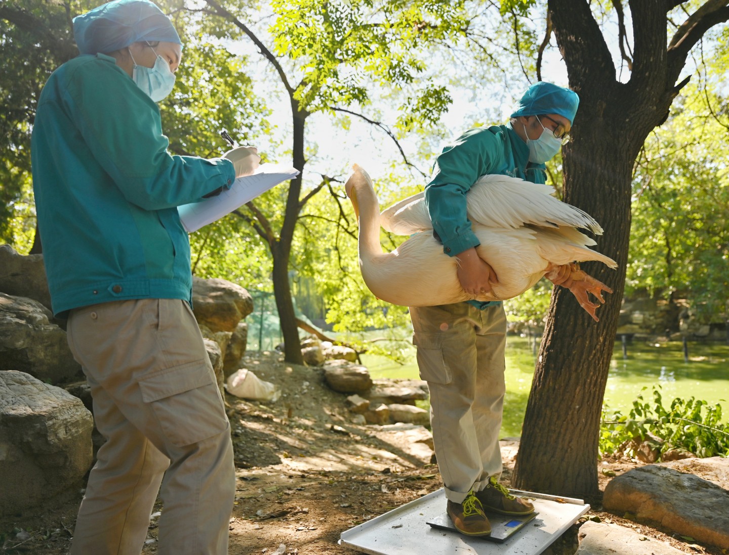 2021年10月12日，北京动物园的工作人员为水禽测量体重。新京报记者 陶冉 摄