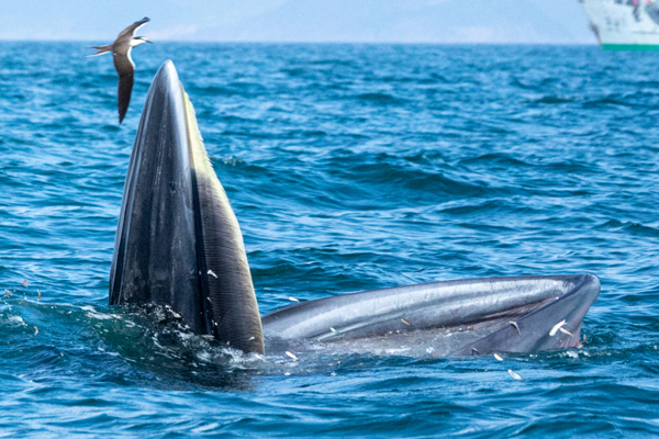 2021年7月1日,深圳大鹏新区海湾实拍鲸鱼进食行为.