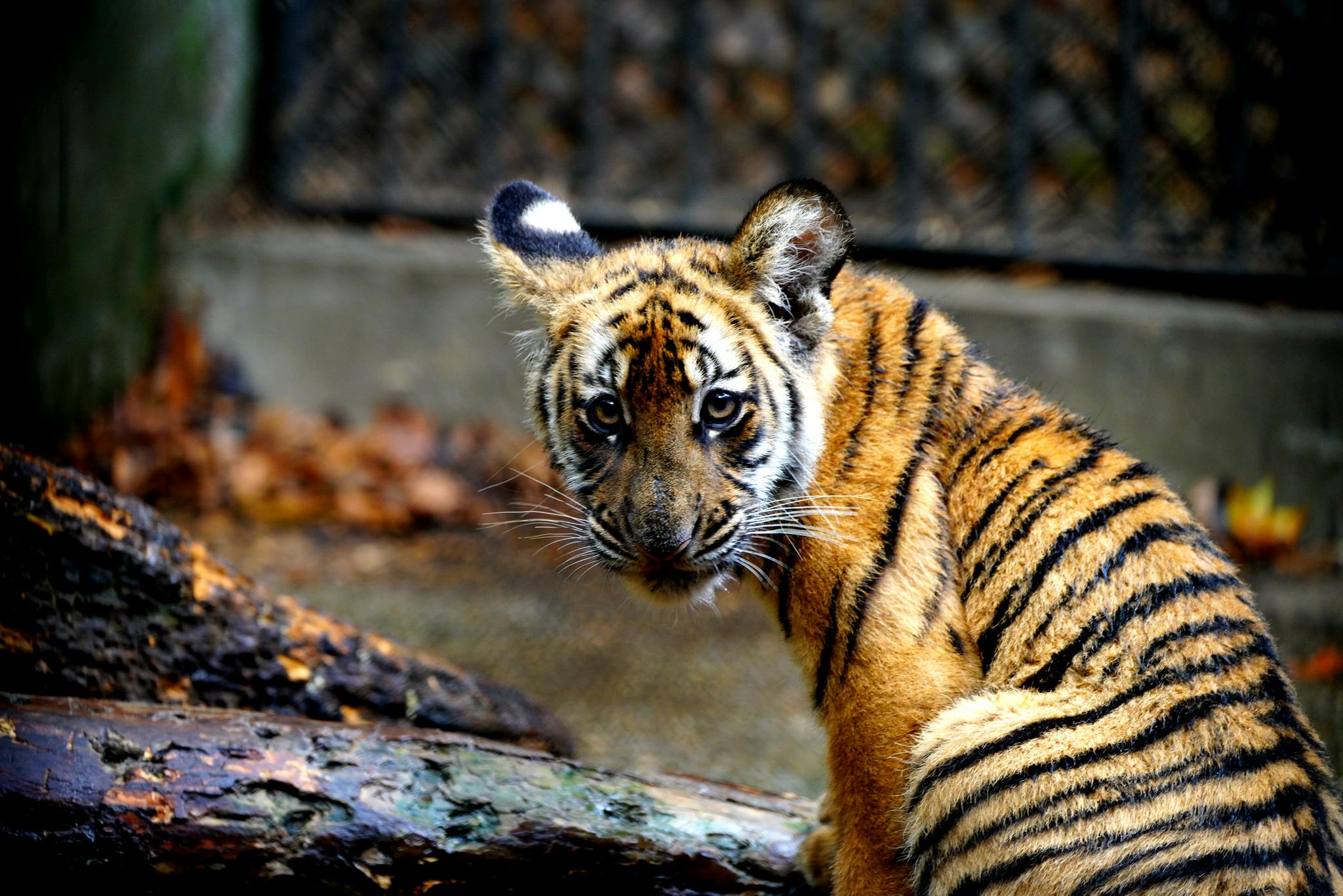 上海动物园里的中国虎