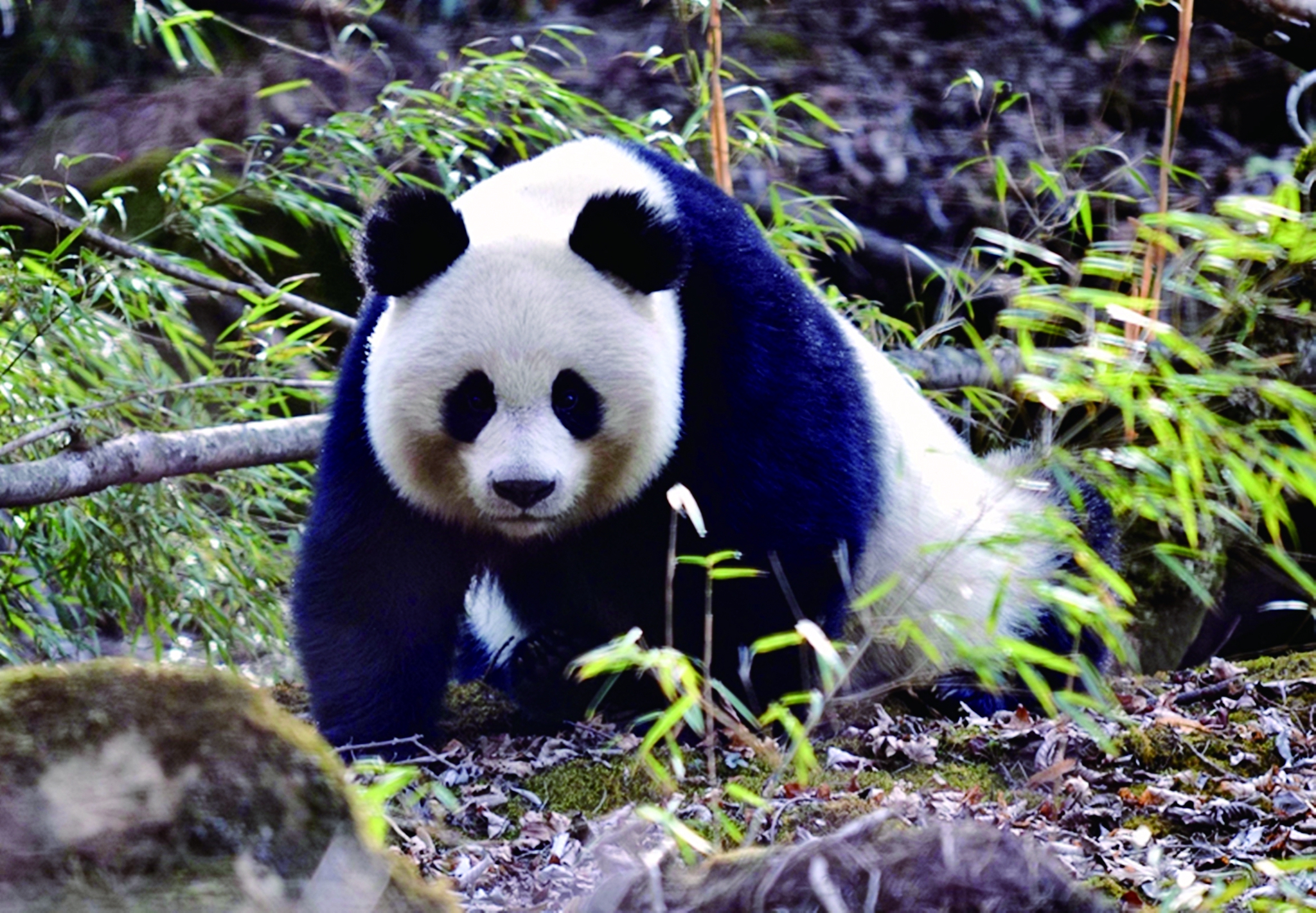 中国大熊猫的样子图片