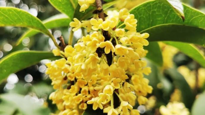 今年的桂花为什么开得要晚一些 桂花 杭州市 红薯 新浪科技 新浪网