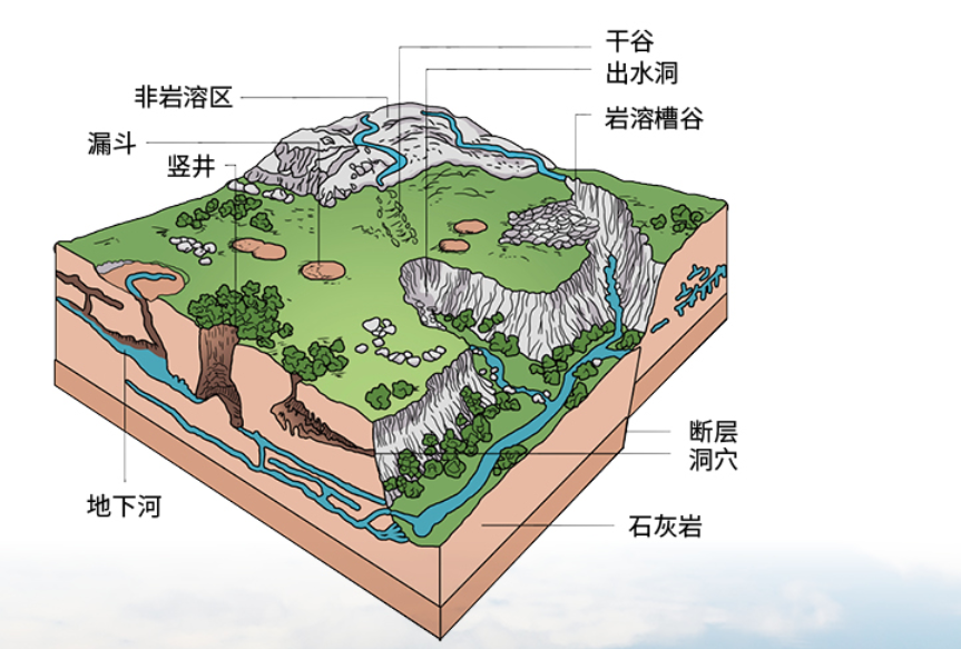 藏文科普 | 长在石头缝里的森林|知识就是力量_新浪新闻
