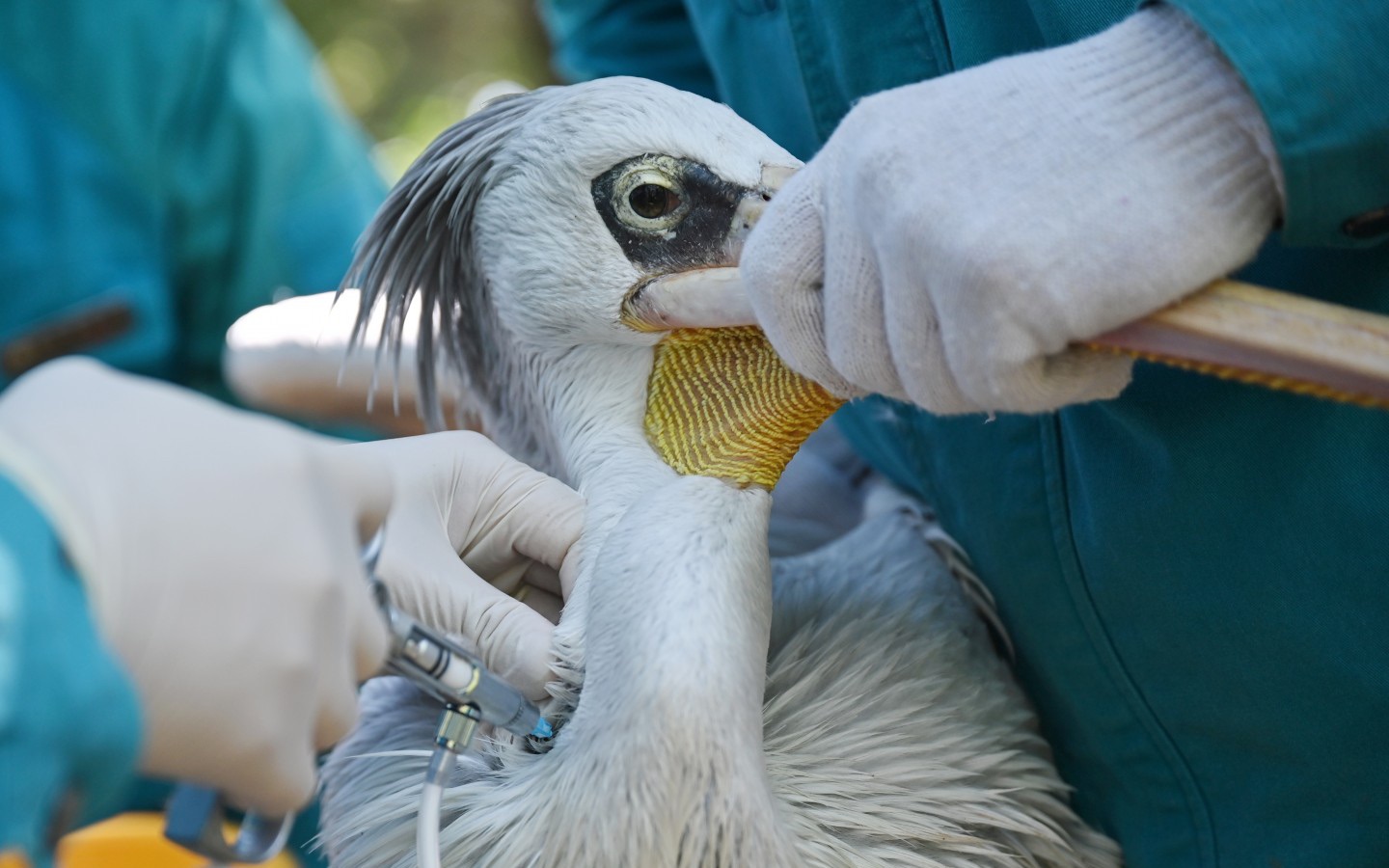 2021年10月12日，北京动物园的工作人员为水禽注射禽流感疫苗。新京报记者 陶冉 摄
