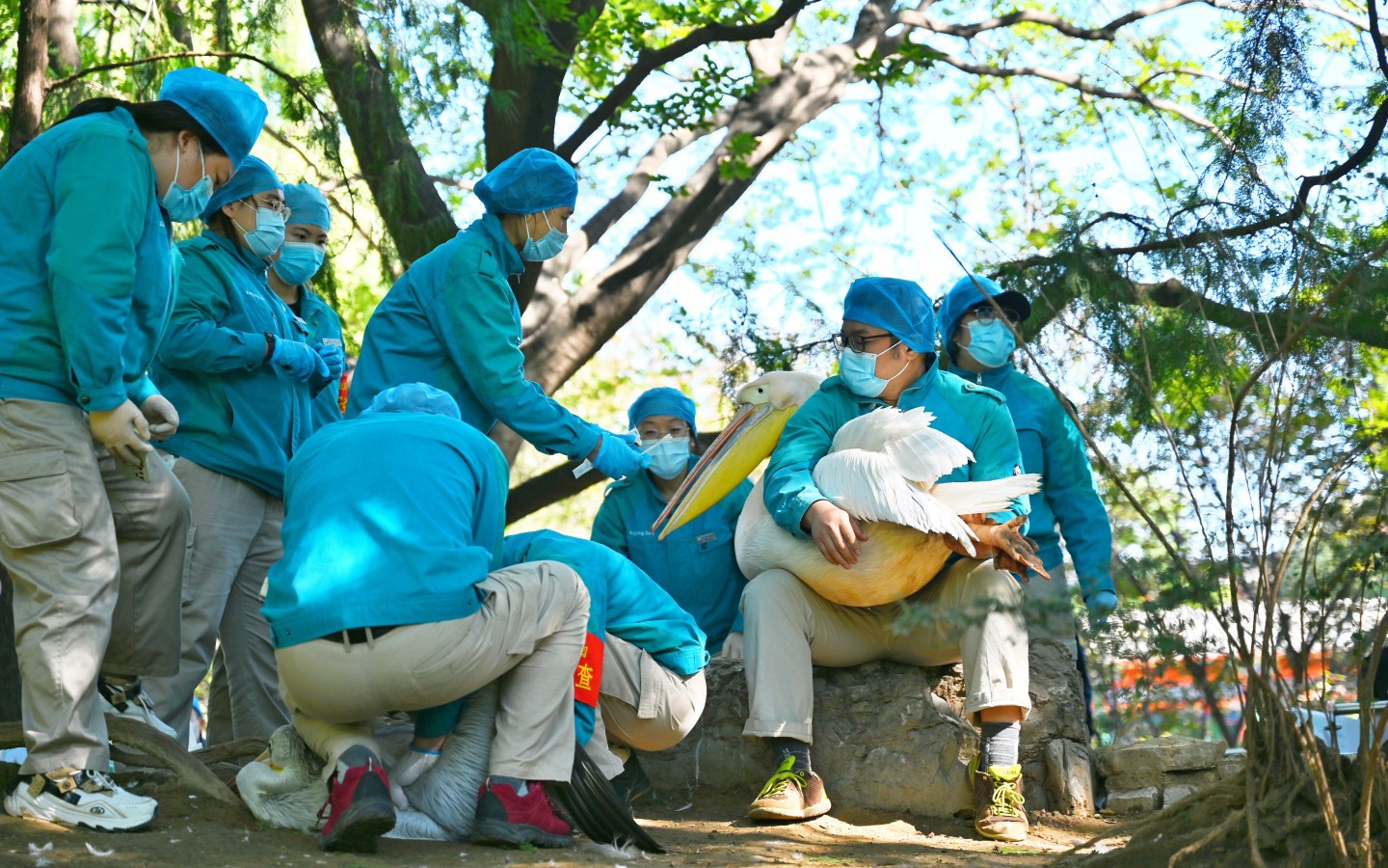2021年10月12日，北京动物园的工作人员准备为水禽进行抽血检查健康情况。新京报记者 陶冉 摄