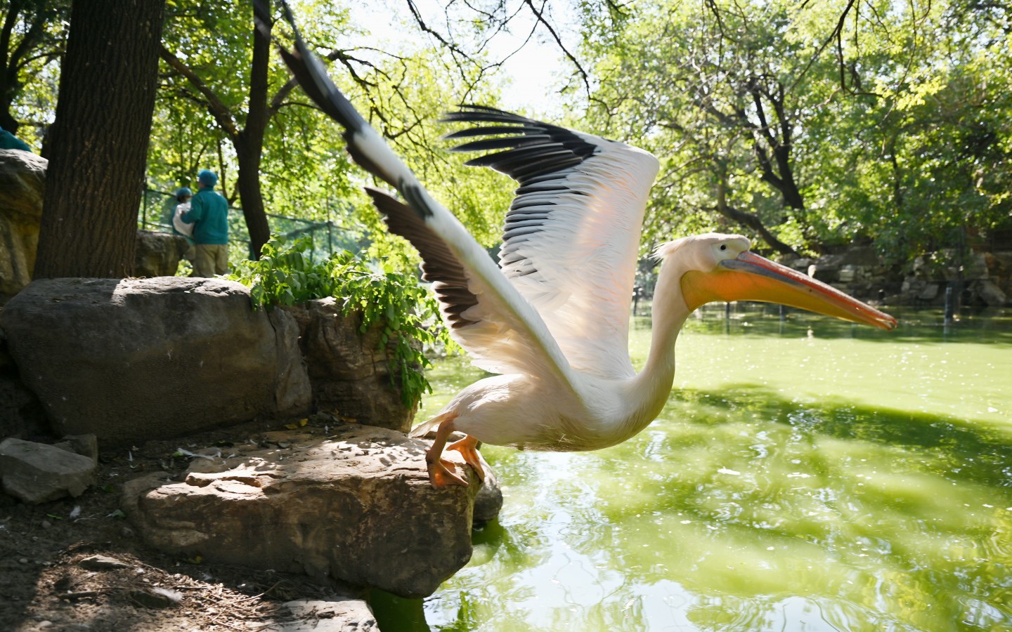 2021年10月12日，北京动物园的水禽在完成注射禽流感疫苗后，回到水中。新京报记者 陶冉 摄