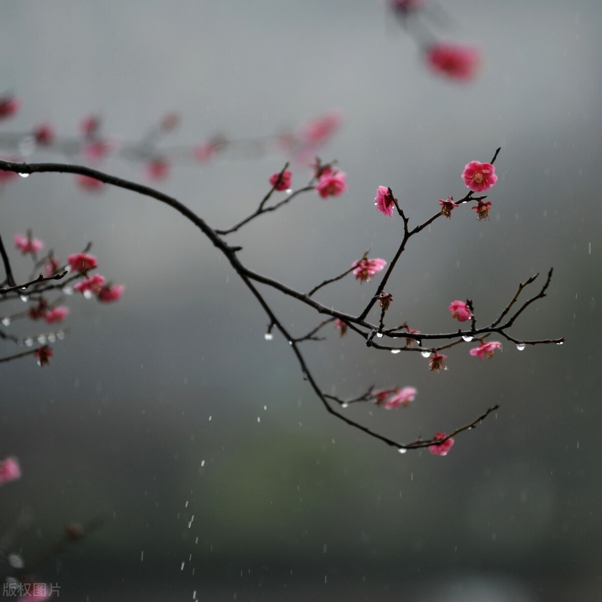 云烟轻卷,草木微摇,沐一场人间春色,听一曲雨落情长|春雨|春色|时光