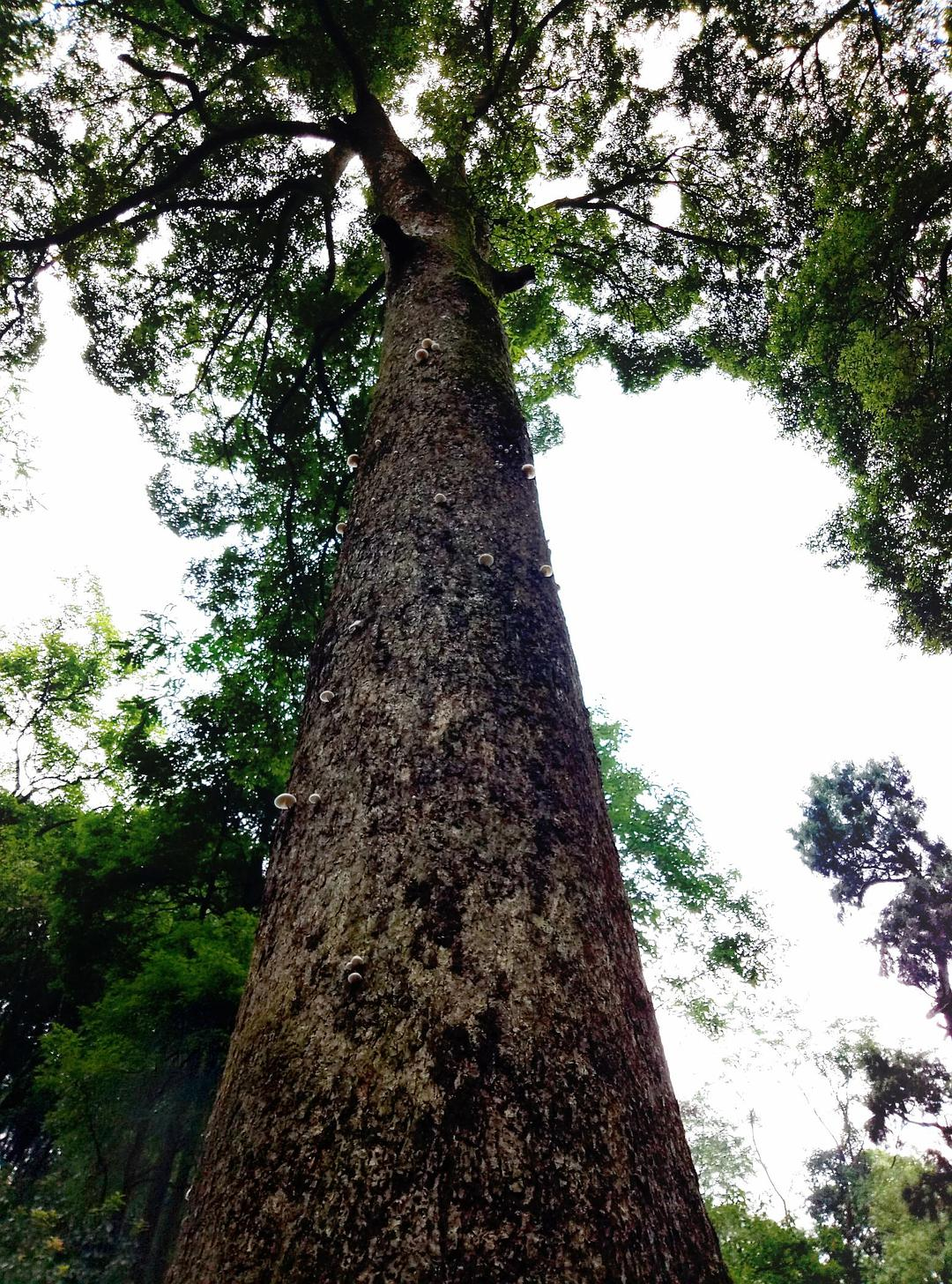 金丝楠木有多昂贵?江西一老屋拆迁,一根梁就价值3000万