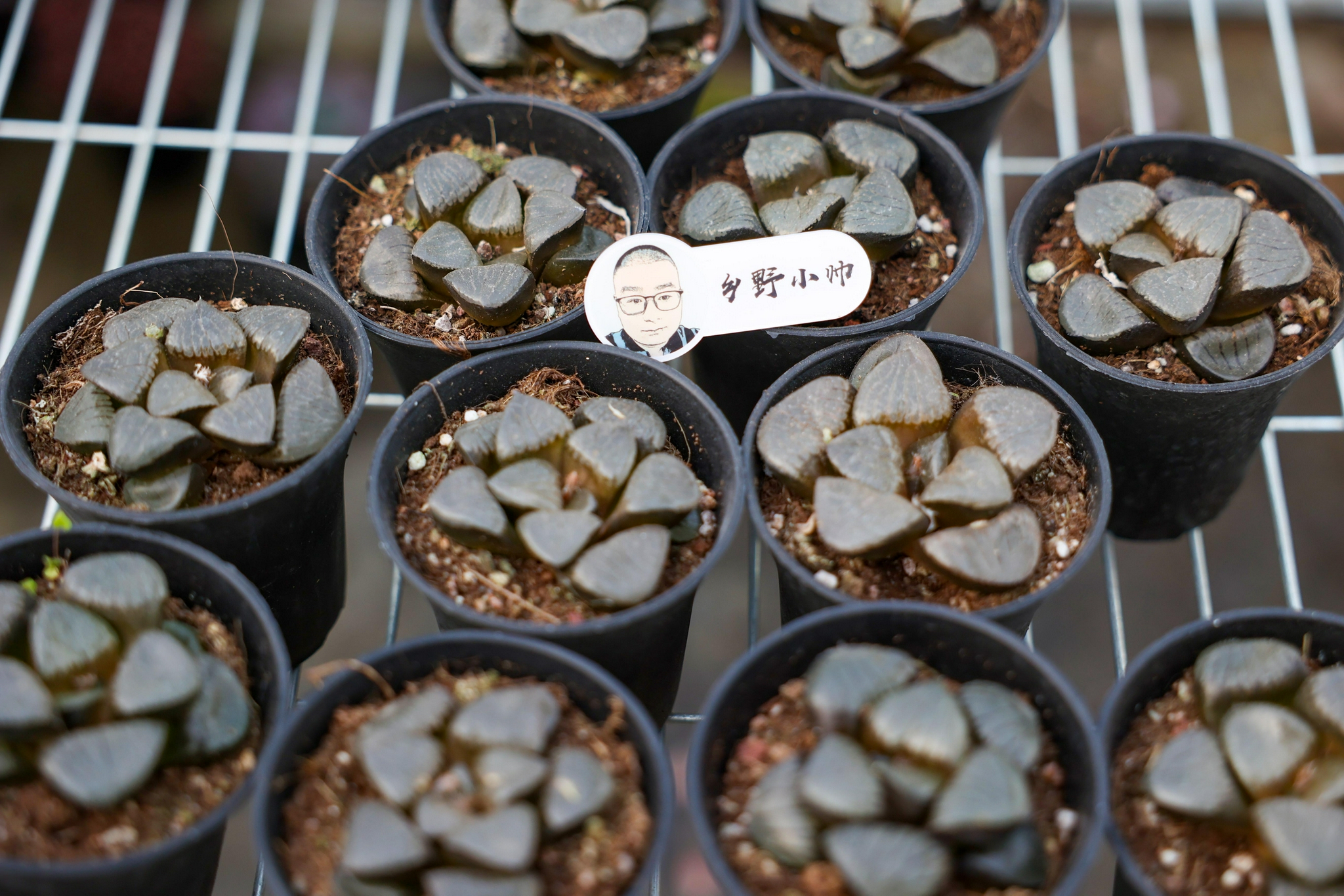 日月潭多肉养护,不塌窗,又肥又亮,肉质感强