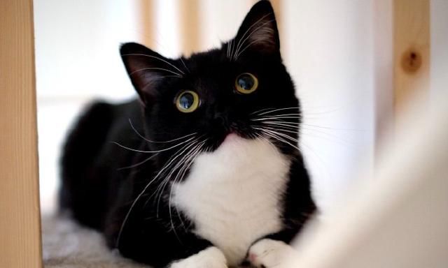 猫鼻屎黑色是什么原因?猫咪有黑色鼻屎的异常状况有哪些休闲区蓝鸢梦想 - Www.slyday.coM