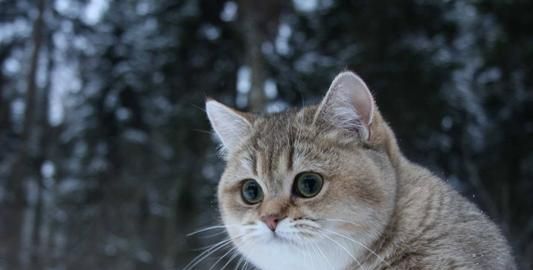 猫鼻屎黑色是什么原因?猫咪有黑色鼻屎的异常状况有哪些休闲区蓝鸢梦想 - Www.slyday.coM