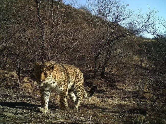 华北豹近年来频频现身豹子出没能控制泛滥的野猪吗