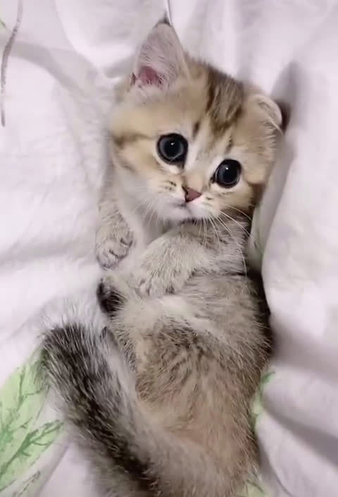 一只傻乎乎的小奶猫,任人玩弄,这样的可爱是真实存在的吗