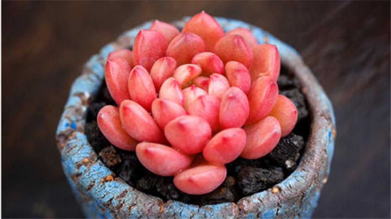 秋天养殖多肉红宝石抓住这5点叶片颜色更红艳