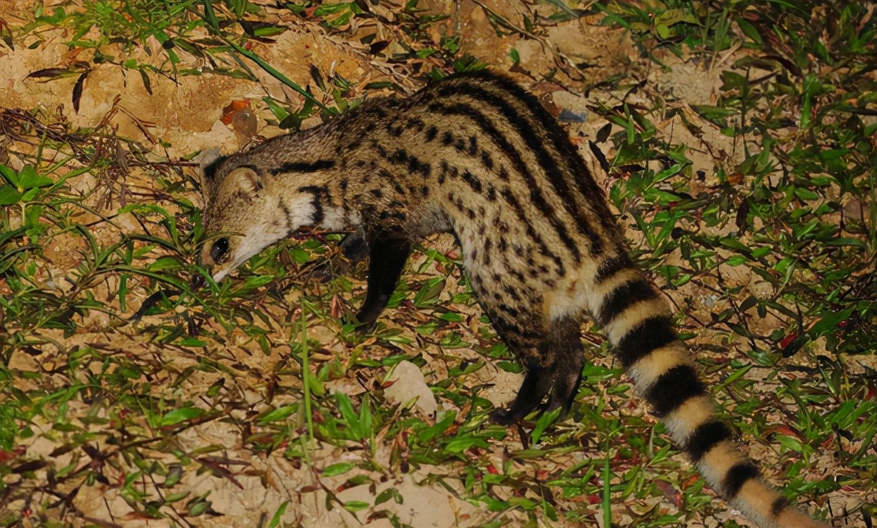 浙江出现消失30多年的"神兽"小灵猫.