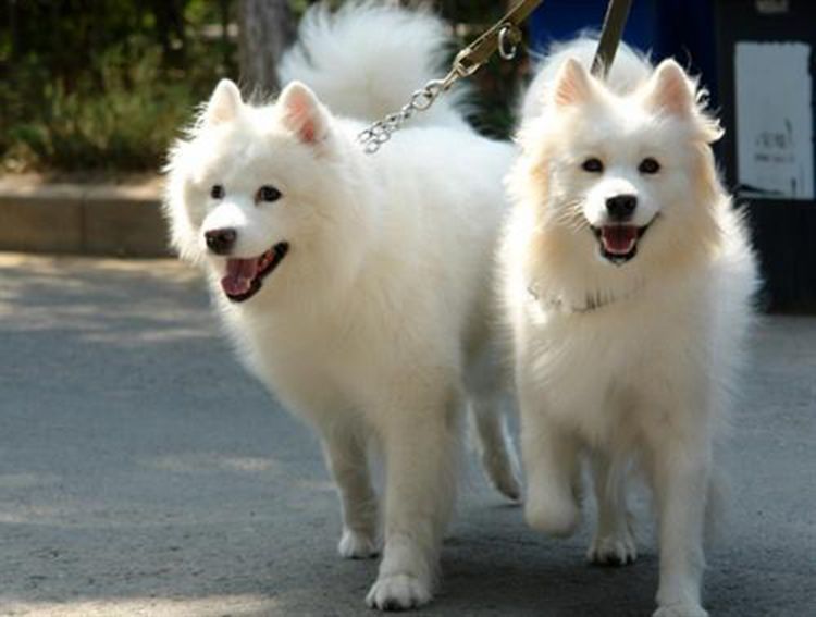 萨摩耶生下一窝黑崽子公狗越看越心酸感觉绿帽子砸头上了