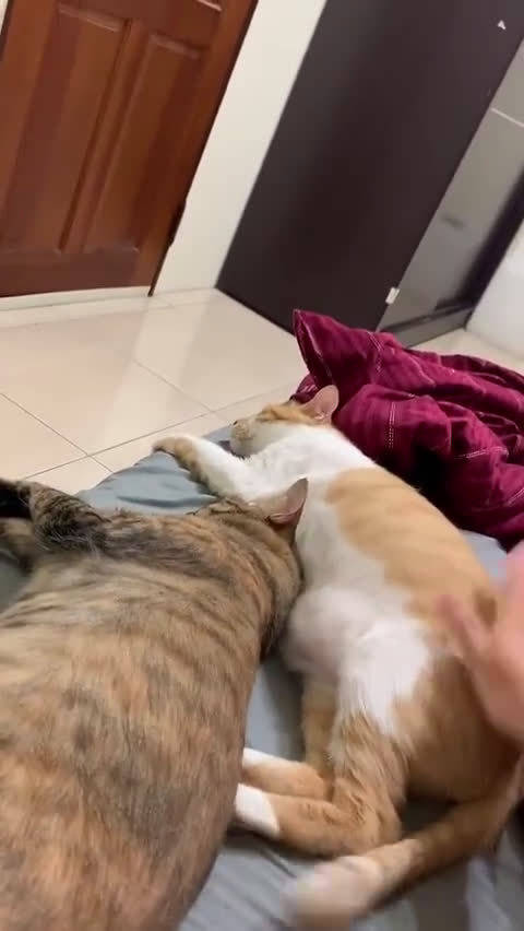 主人停下手没打橘猫屁屁它就不高兴的甩尾巴还很大力